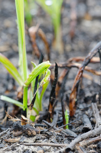 新生活草叶片在烧焦的土地上