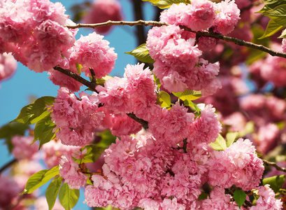 在春天，美丽的粉红色花朵的樱花。樱花