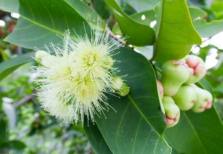 玫瑰苹果花在花园里