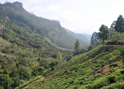 景观与茶种植园