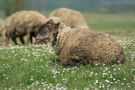 一只羊在绿草牧场