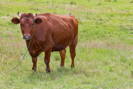 褐色的母牛站在草地上