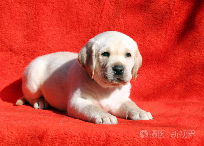 红色背景上的拉布拉多犬