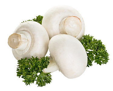 双孢菇蘑菇上孤立的白色背景