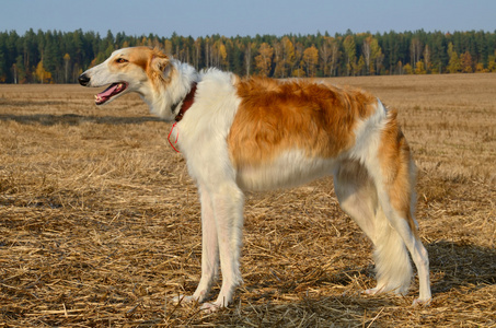 猎狼犬俄罗斯白狗图片