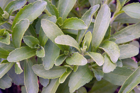 甜叶菊植物填充图像帧