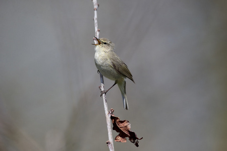 chiffchaff，phylloscopus collybita