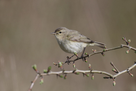 chiffchaff，phylloscopus collybita