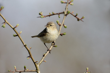 chiffchaff，phylloscopus collybita