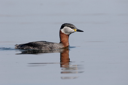 红颈鸊鷉，Podiceps grisegena