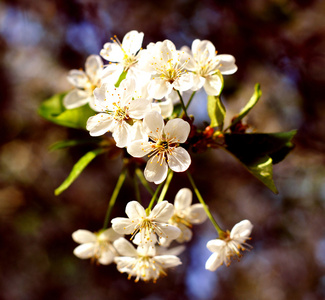 苹果树花图片