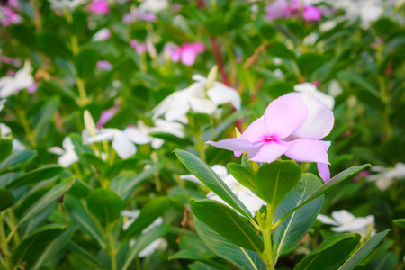 长春花图片