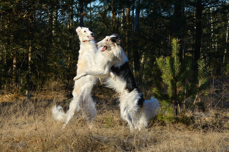 俄罗斯猎狼犬只斗狗照片