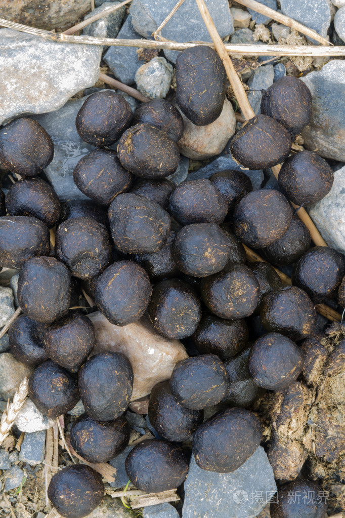 新鲜的羊粪