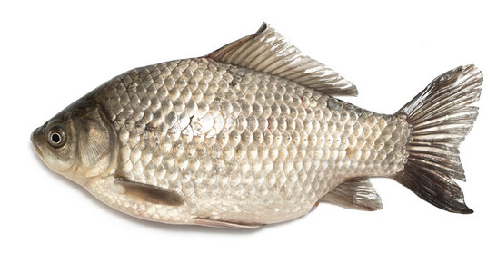 孤立的白色衬底上的活鱼鲫鱼照片