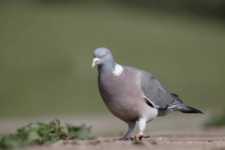 天鸽座几内亚图片