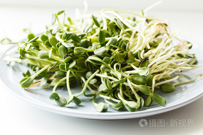 在板上的向日葵芽照片 正版商用图片1j1nly 摄图新视界