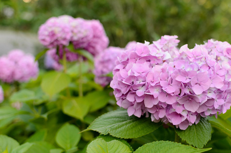 花园里的绣球花