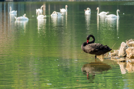 寂寞的黑天鹅，在绿色的湖