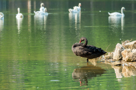 寂寞的黑天鹅，在绿色的湖