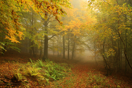 有雾神奇秋季多彩树与森林