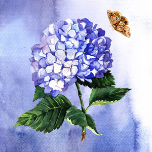 蓝色绣球花和蝴蝶