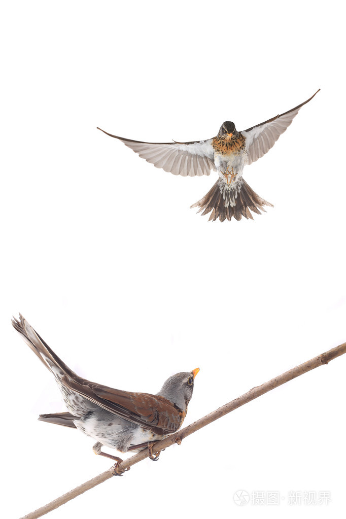 画眉鸟飞行和坐在树枝上