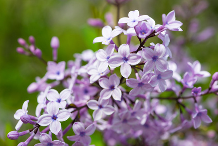 常见的丁香丁香属植物的开花植物在春天
