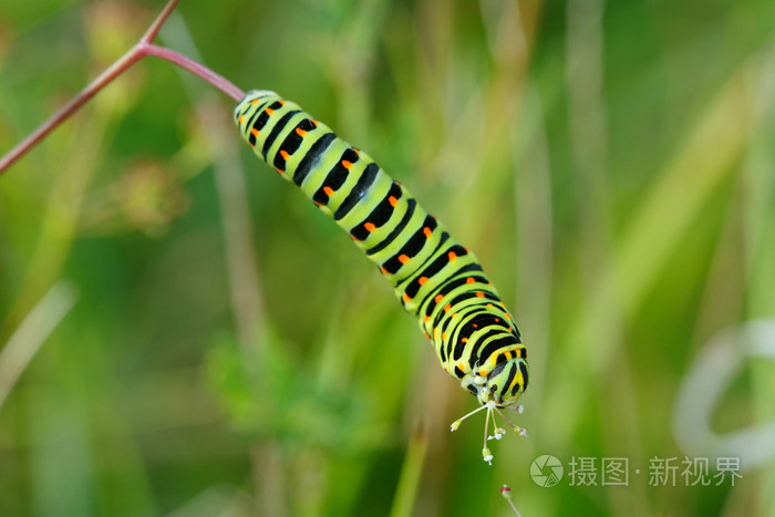 彩色的毛毛虫