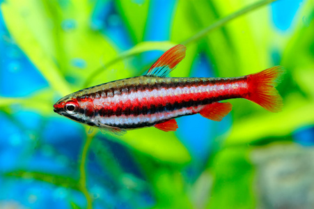 Nannostomus 鱼