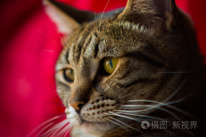一只花斑猫的特写