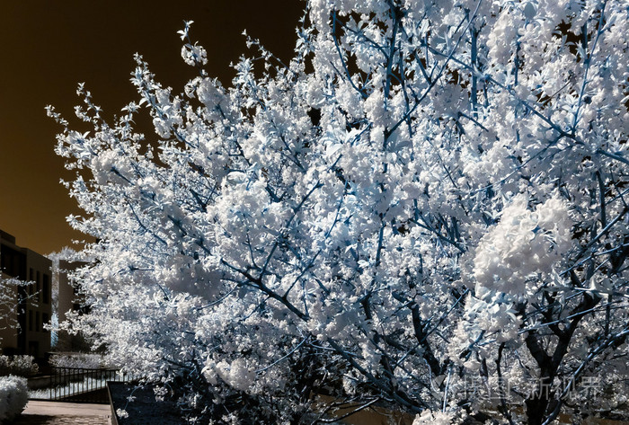 奇瑞树的花开 花和太阳，红外