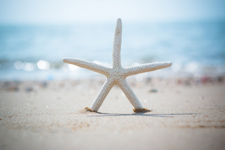 背景为海滩上的海星