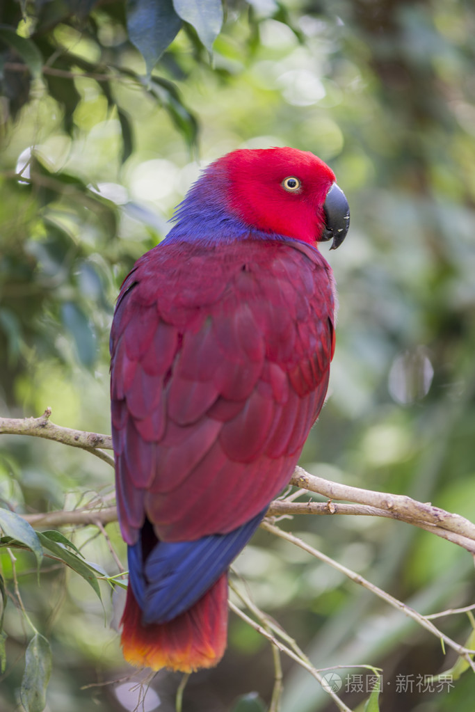 折衷鹦鹉玫瑰鹦鹉