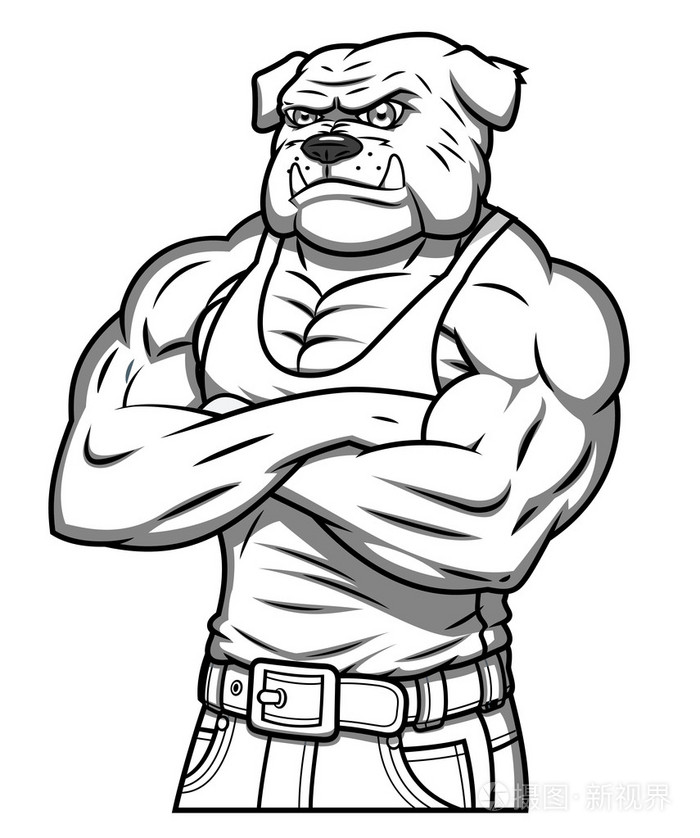 强烈的肌肉攻击性斗牛犬2