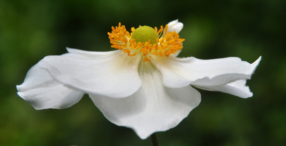 日本 anenome