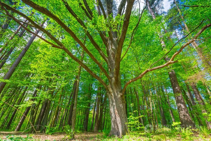 美丽的绿色春天森林