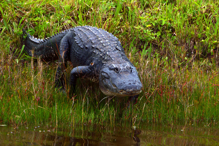 佛罗里达的沼泽野生动物狩猎