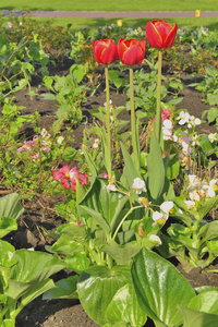 红色郁金香花床上