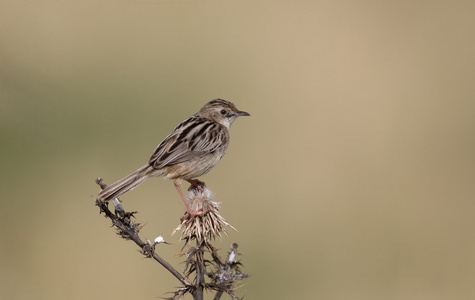 扇尾的莺或 zitting cisticola，Cisticola juncidis