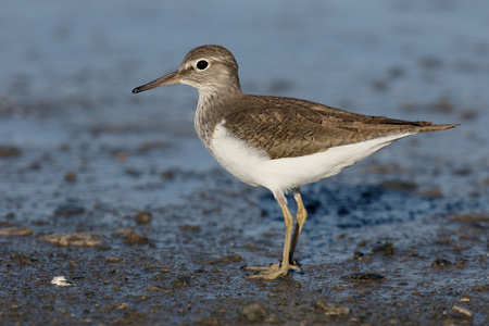 常见矶，tringa hypoleucos