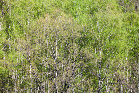 栎树在春天的白桦树林中的视图上方