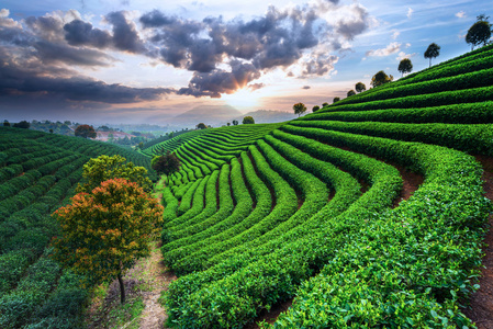 茶园的天空下