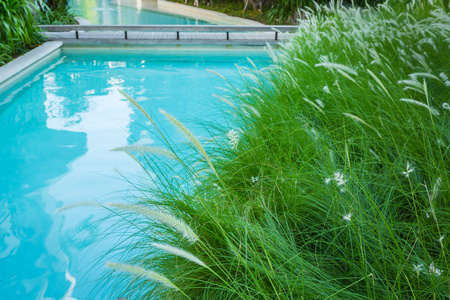 新鲜的春绿草在游泳池附近的特写图片