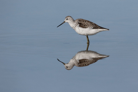 greenshank，tringa nebularia