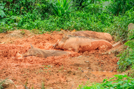 疣猪在泥地里