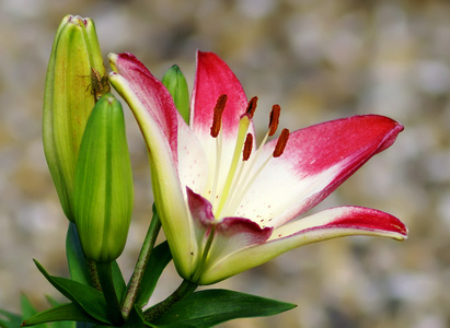 在春天的季节里百合花卉特写