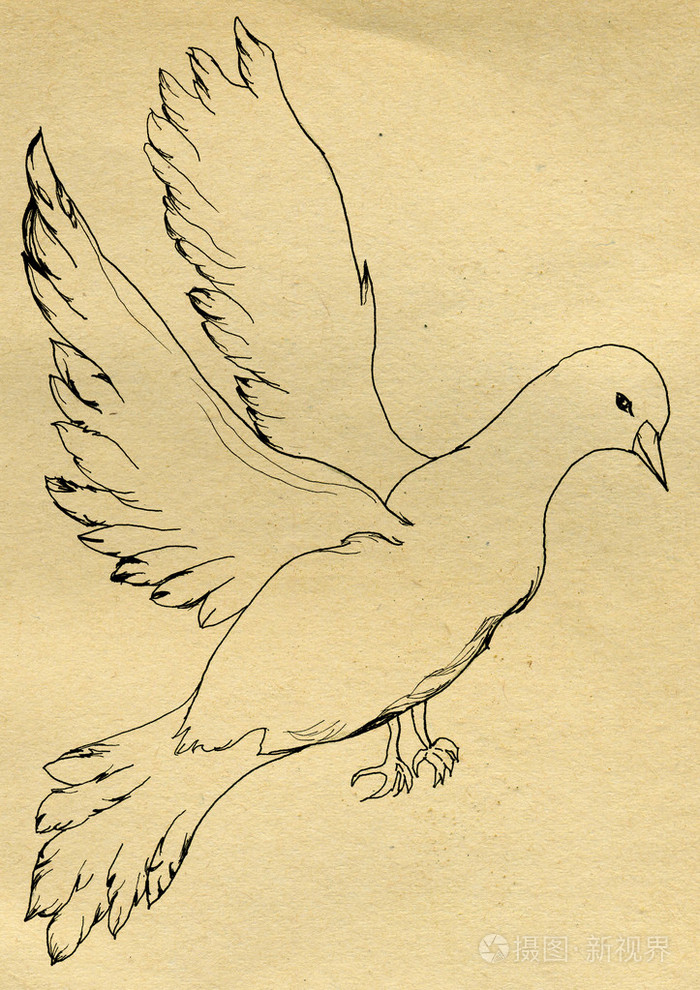 鸽子素描