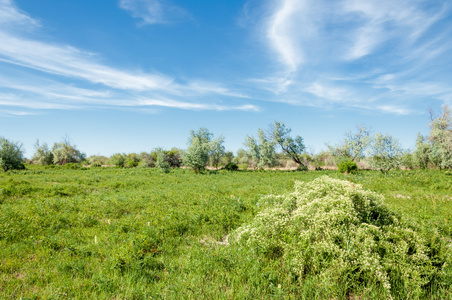 草原草原植被洪水平原。 哈萨克斯坦草原上美丽的自然