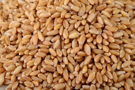 小麦籽粒为农业背景